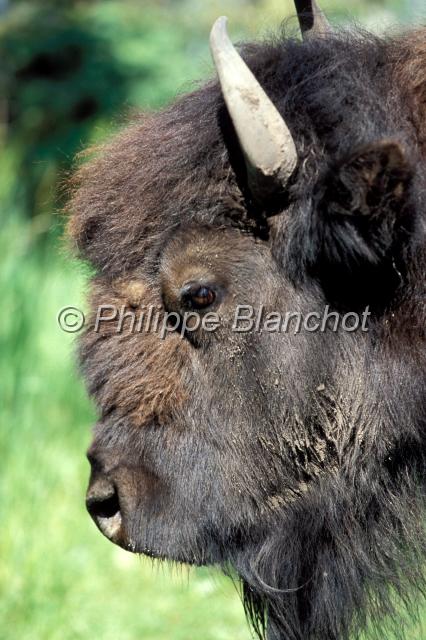 bison des bois.JPG - Bison des boisWood bisonBison bison athabascaeParc Elk IslandAlbertaCanada